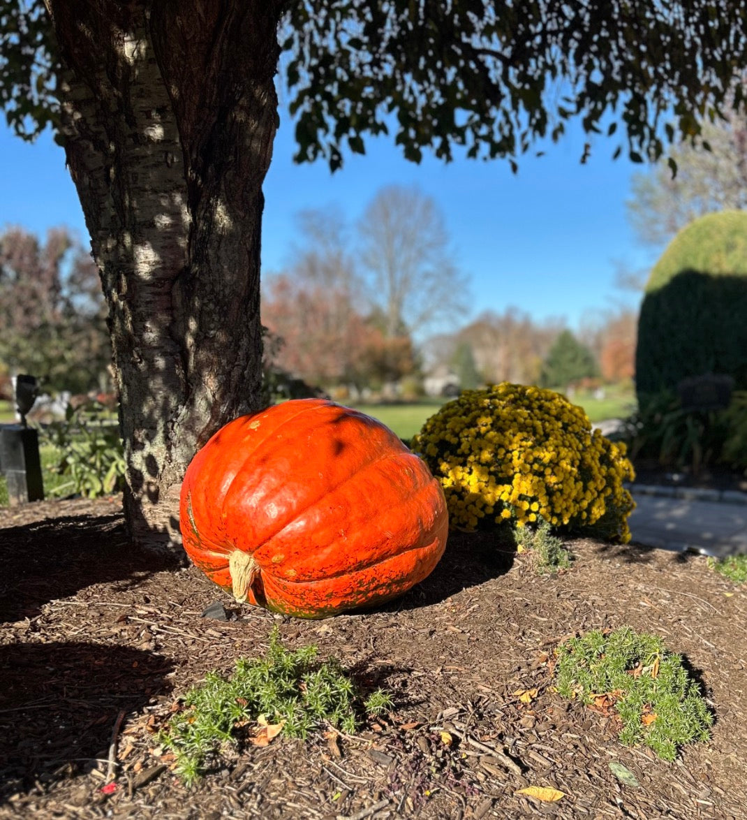 Grand Prize Pumpkin Add-On