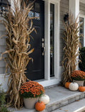 Corn Stalks